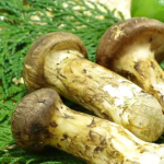 16 Incredible Health Benefits of Matsutake Mushrooms