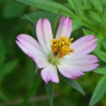 10 Health Benefits of Cosmos Caudatus – Recommended Intake