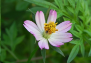 10 Health Benefits of Cosmos Caudatus – Recommended Intake