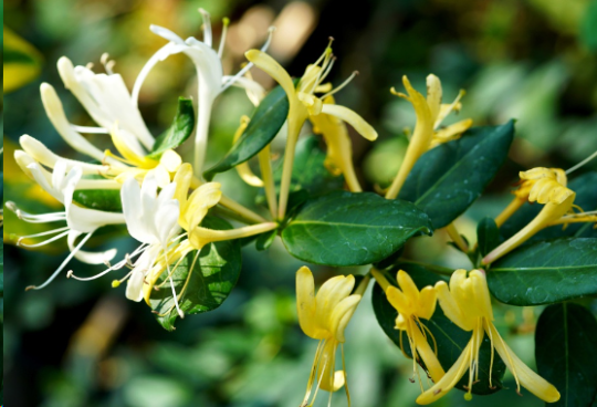 15 Benefits of Japanese Honeysuckle for a Peaceful Mind and Body