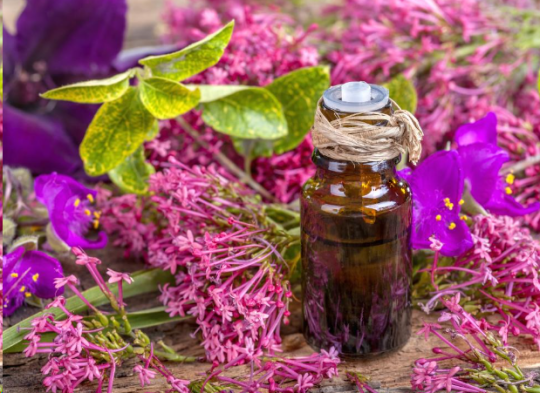 9 Health Benefits of Geranium Essential Oil Worth Noting