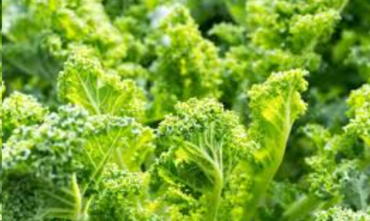 The Health Benefits of Kale Powder