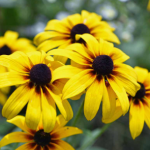 Top 10 Health Benefits of Black-Eyed Susan – The Yellow Daisy