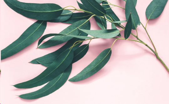 20 Proven Benefits of Eucalyptus for Lung Health