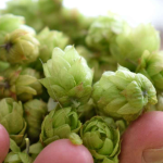 12 Remarkable Health Benefits of Hops Herbs for a Peaceful Mind