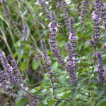 10 Top Health Benefits of African Blue Basil