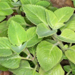 Top 10 Health Benefits of Indian Borage